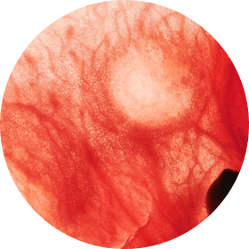 ARMRA Unflavored Jar